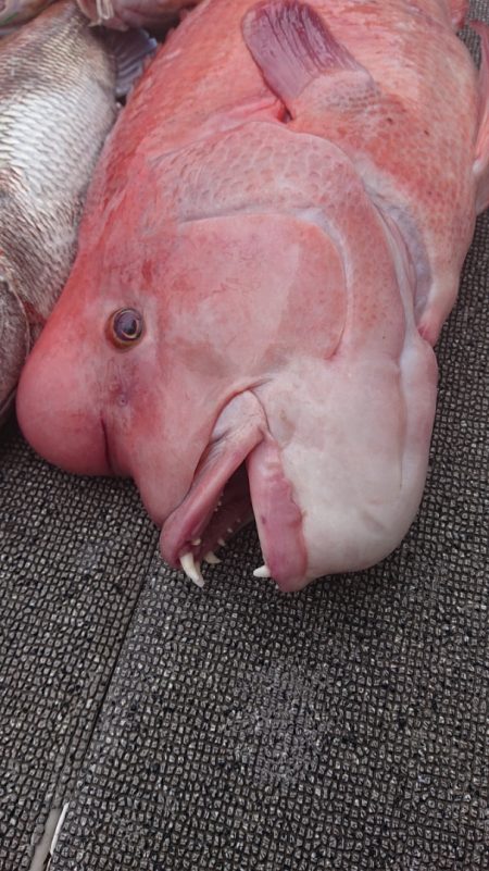 ARCADIAⅡ （アルカディアⅡ） 釣果