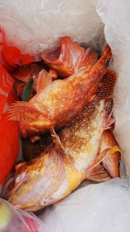 第二龍勢丸 釣果