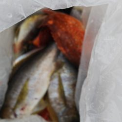 第二龍勢丸 釣果