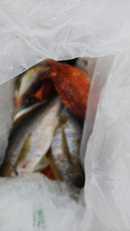 第二龍勢丸 釣果