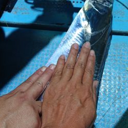 シースナイパー海龍 釣果