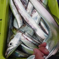 シースナイパー海龍 釣果