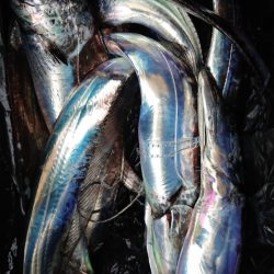 シースナイパー海龍 釣果