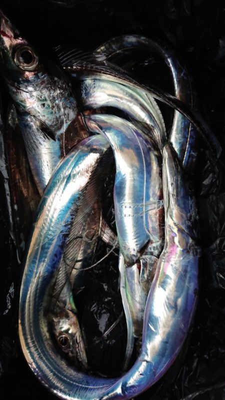 シースナイパー海龍 釣果