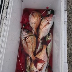 第三共栄丸 釣果