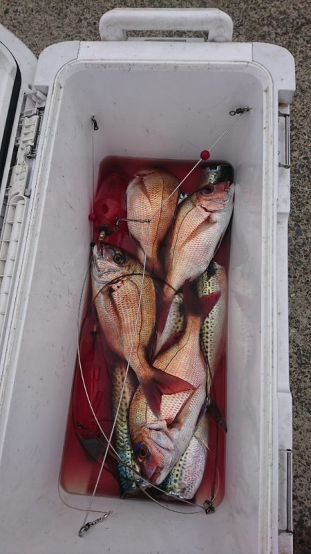 第三共栄丸 釣果