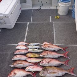 ARCADIAⅡ （アルカディアⅡ） 釣果