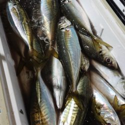 シースナイパー海龍 釣果