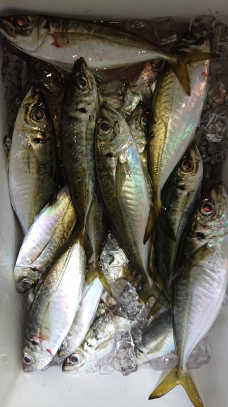 シースナイパー海龍 釣果