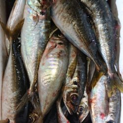 シースナイパー海龍 釣果