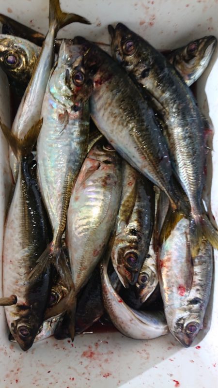 シースナイパー海龍 釣果