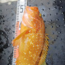 第二龍勢丸 釣果