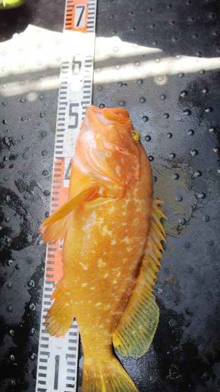 第二龍勢丸 釣果