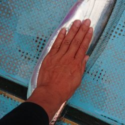 シースナイパー海龍 釣果