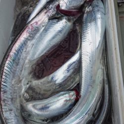 シースナイパー海龍 釣果