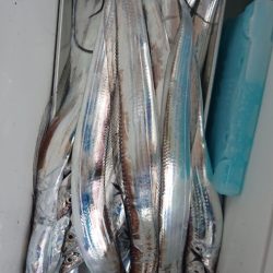 シースナイパー海龍 釣果