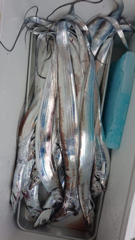 シースナイパー海龍 釣果