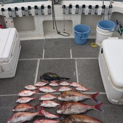 ARCADIAⅡ (アルカディアⅡ) 釣果