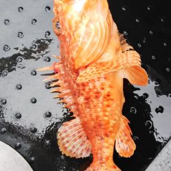 第二龍勢丸 釣果