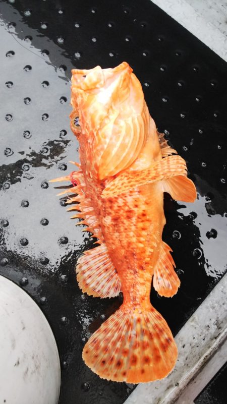 第二龍勢丸 釣果