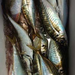 シースナイパー海龍 釣果