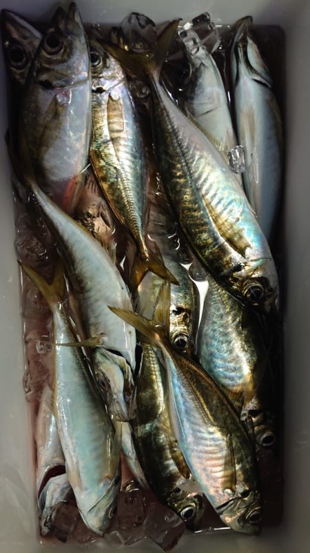 シースナイパー海龍 釣果