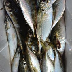 シースナイパー海龍 釣果