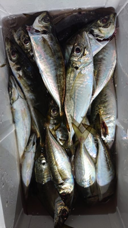 シースナイパー海龍 釣果