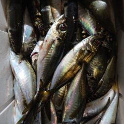 シースナイパー海龍 釣果