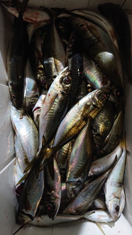 シースナイパー海龍 釣果