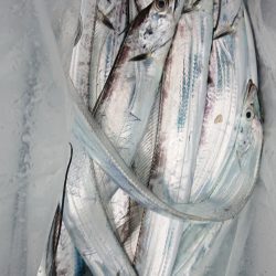 シースナイパー海龍 釣果