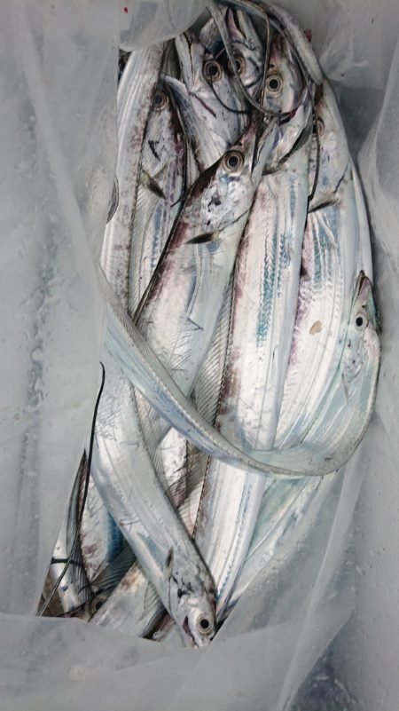 シースナイパー海龍 釣果