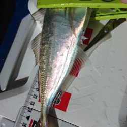 シースナイパー海龍 釣果