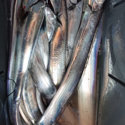 シースナイパー海龍 釣果