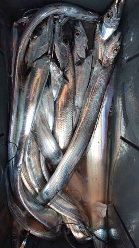 シースナイパー海龍 釣果