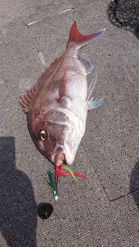 ARCADIAⅡ (アルカディアⅡ) 釣果