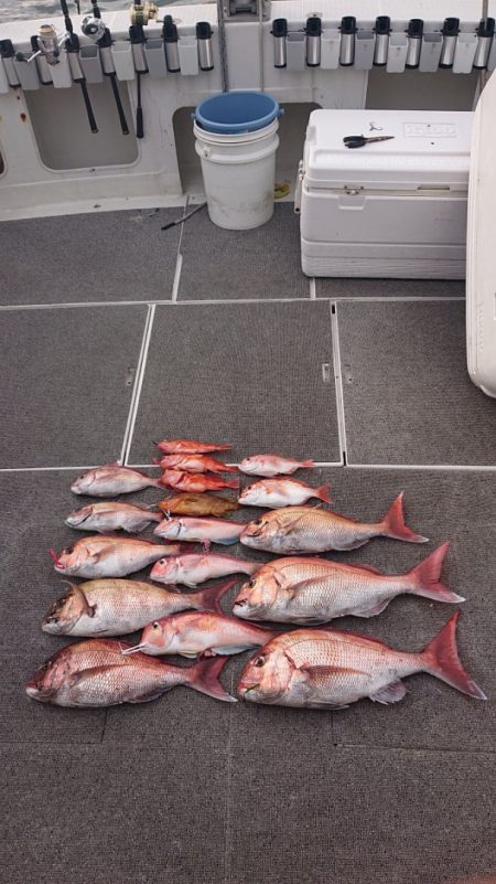 ARCADIAⅡ （アルカディアⅡ） 釣果…