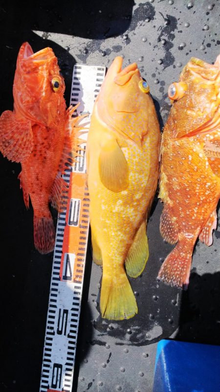 第二龍勢丸 釣果