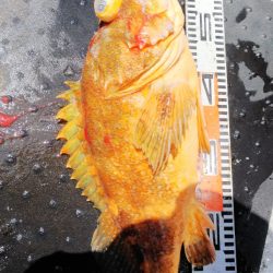 第二龍勢丸 釣果