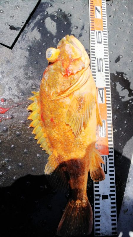 第二龍勢丸 釣果