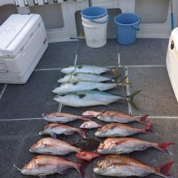 ARCADIAⅡ （アルカディアⅡ） 釣果