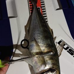 シースナイパー海龍 釣果