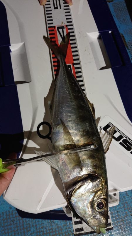 シースナイパー海龍 釣果