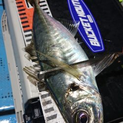 シースナイパー海龍 釣果