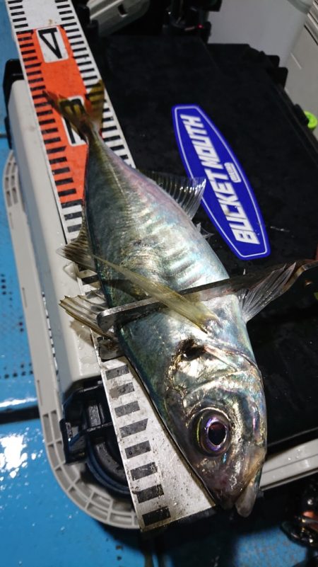 シースナイパー海龍 釣果