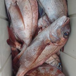 シースナイパー海龍 釣果