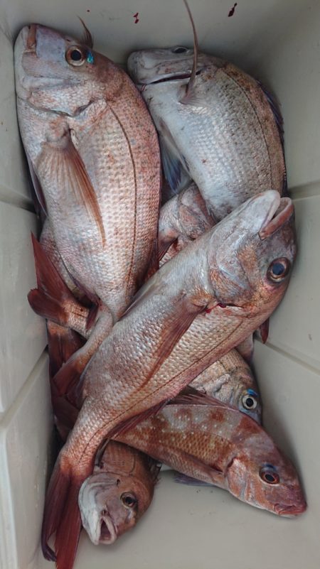 シースナイパー海龍 釣果