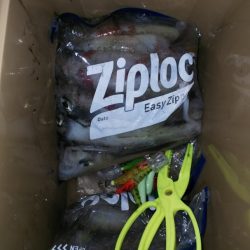 第二龍勢丸 釣果