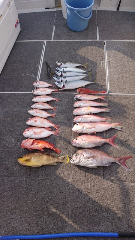 ARCADIAⅡ (アルカディアⅡ) 釣果