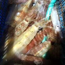 LUSTER『ラスター』 釣果